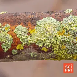 What Lichen Tell Us About Ecology, Air Quality, And More