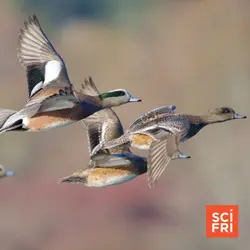 What Scientists Have Learned From 125 Years Of Bird Counts