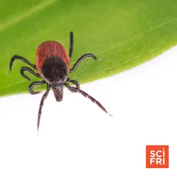 Why Don’t We Have A Vaccine For Lyme Disease?