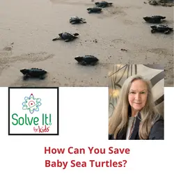 How Can You Save Baby Sea Turtles?