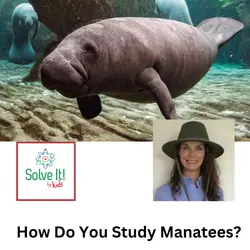 How Do You Study Manatees?