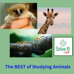 The BEST of Studying Animals