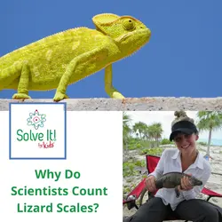 Why Do Scientists Count Lizard Scales?