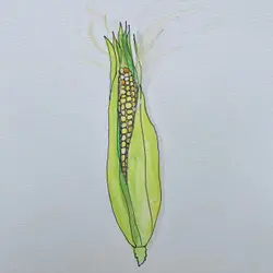 Corn!