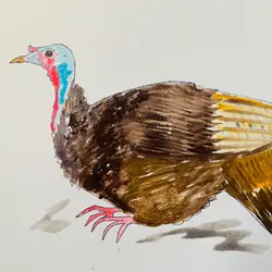 Turkeys!