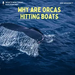 S2 E7: Why are killer whales biting rudders of ships