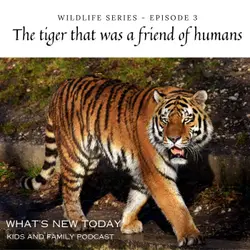 Wildlife Series: Part 3 - The astounding story of a tigress who was adopted by an forest officer