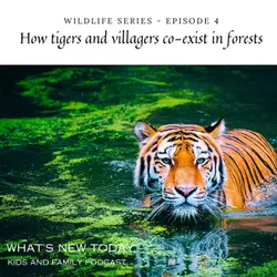 Wildlife series: Part 4 - How tigers and villagers co-exist in forests, as part of Project Tiger