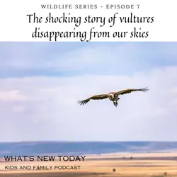 Wildlife Series: Part 7 - The shocking story of vultures disappearing from our skies