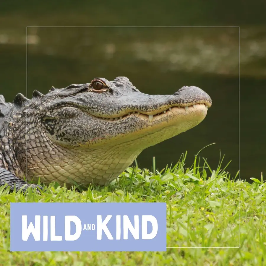 Wild and Kind Kids Podcast