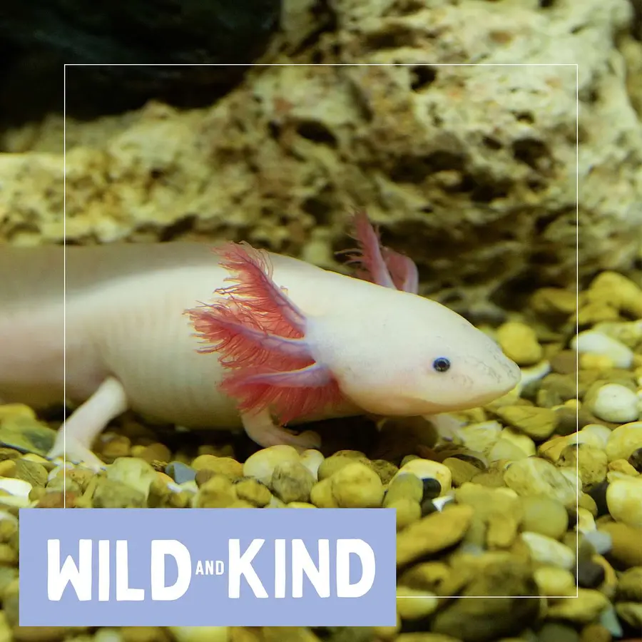 Wild and Kind Kids Podcast