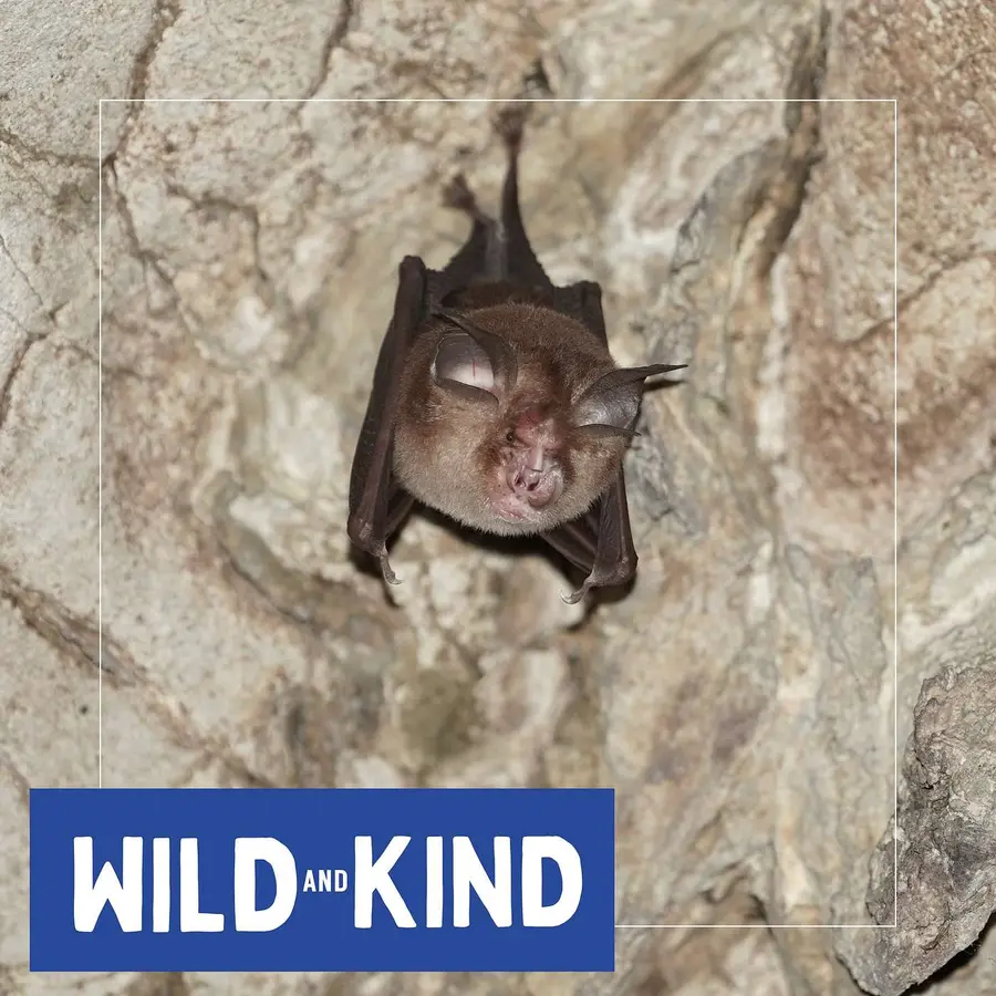 Wild and Kind Kids Podcast