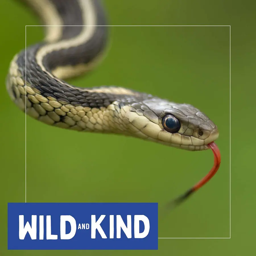 Wild and Kind Kids Podcast