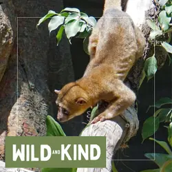 The Kinkajou