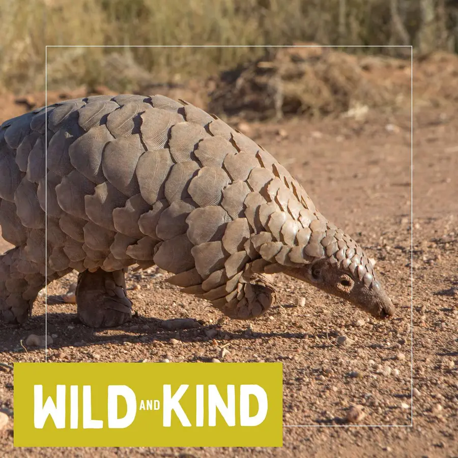 Wild and Kind Kids Podcast