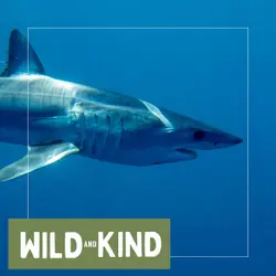 The Shortfin Mako Shark