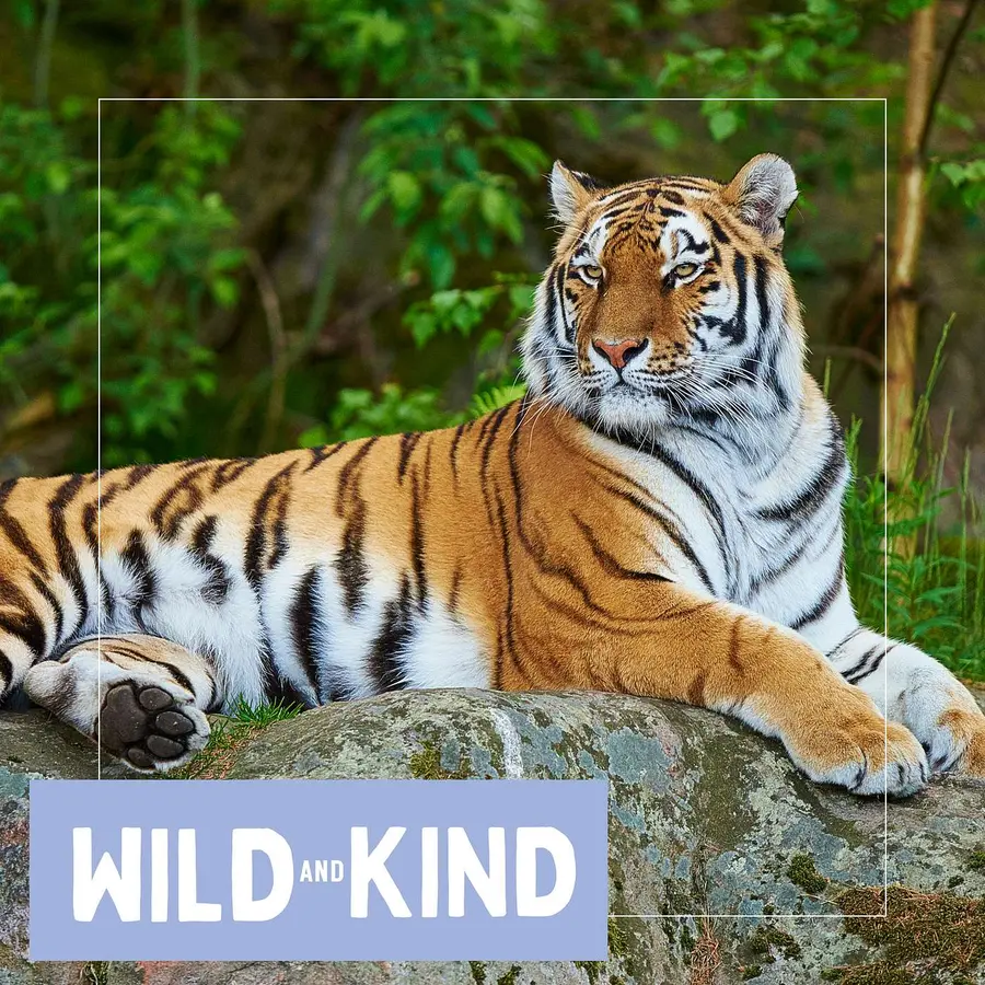 Wild and Kind Kids Podcast