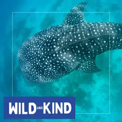 The Whale Shark