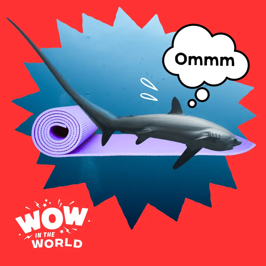 Wow in the World