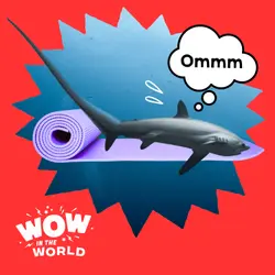 A Shark Tail: Can a Yoga Class Learn the Secrets of the Thresher Shark?