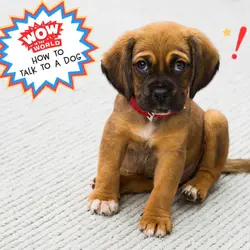 How To Talk To A Dog