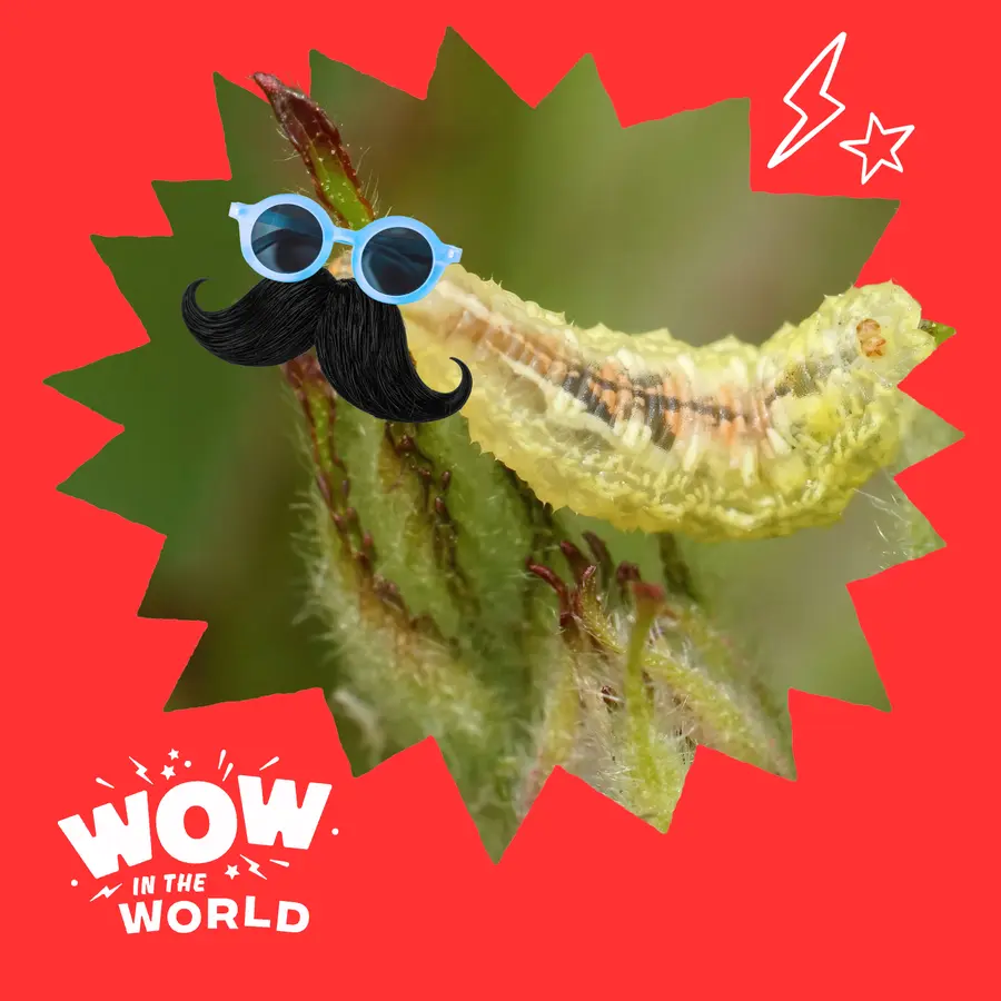 Wow in the World
